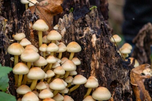 Panele z grzybni (mycelium) w domu: akustyka klasy premium, ekologiczny design i DIY, o którym mało się mówi