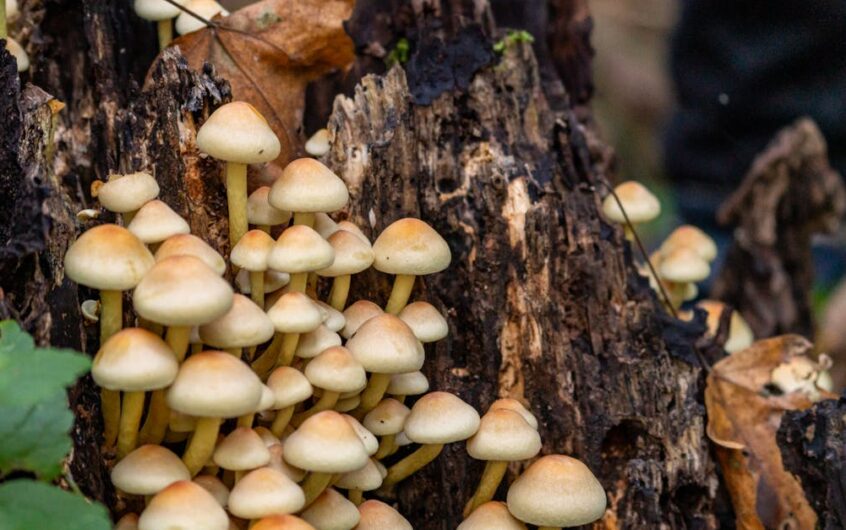 Panele z grzybni (mycelium) w domu: akustyka klasy premium, ekologiczny design i DIY, o którym mało się mówi